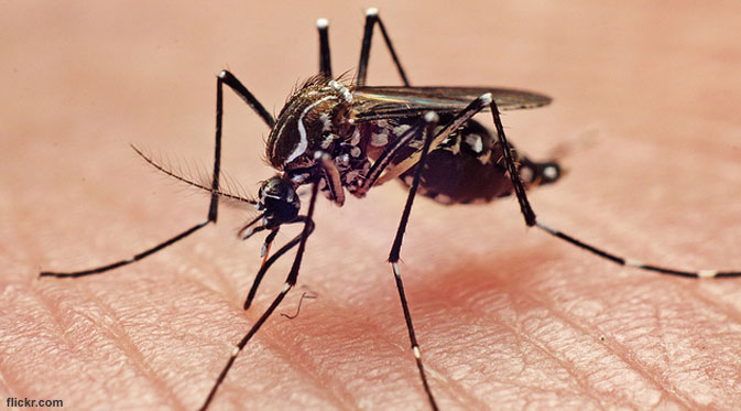 Fakta Nyamuk, Hewan Kecil Penghisap Darah Yang Mematikan!