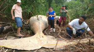 Para Ahli Bingung Melihat Paus Berbobot 10 Ton Terdampar Di Hutan Bakau