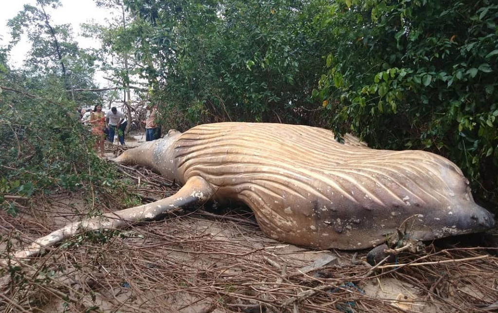 Para Ahli Bingung Melihat Paus Berbobot 10 Ton Terdampar Di Hutan Bakau