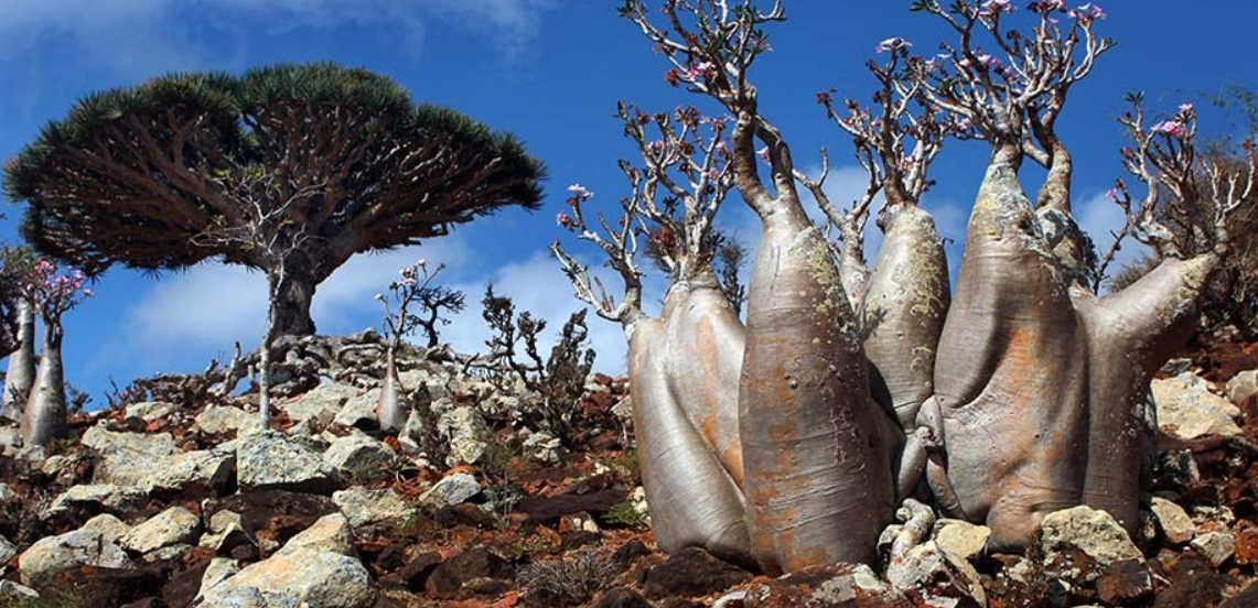 Mengenal Socotra, Pulau Dengan Ekosistem Bak Dunia Lain