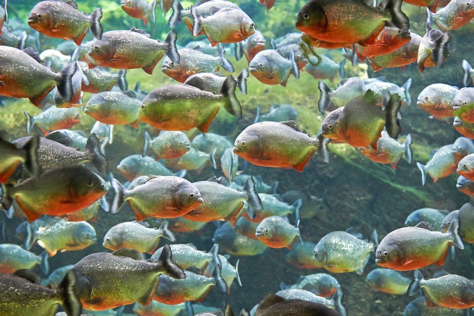 Apakah Benar Ikan Piranha Bisa Memakan Manusia Hidup - Hidup?